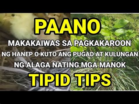 kuto ng manok|PAANO MAKAKAIWAS SA PAGKAKAROON NG HANEP O .